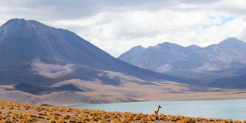 市场黑天鹅事件频发：牛币网教你构建具备反脆弱性的弹性投资组合