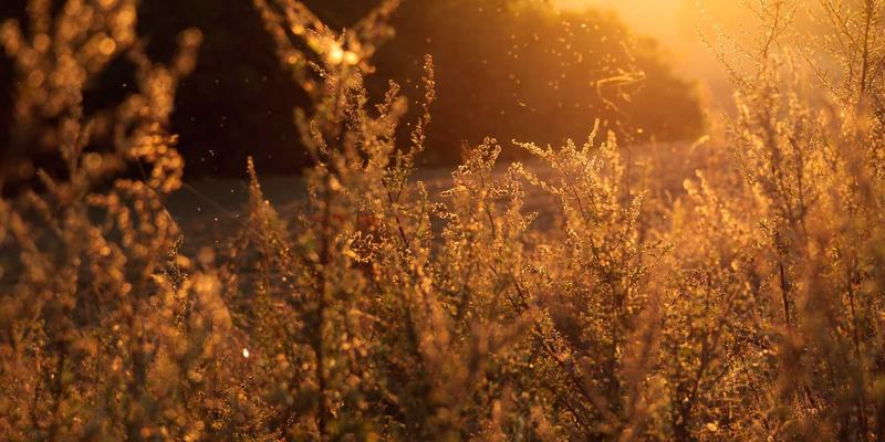 牛币网实战教学：构建“核心-卫星”投资组合策略，兼顾稳健与超额收益