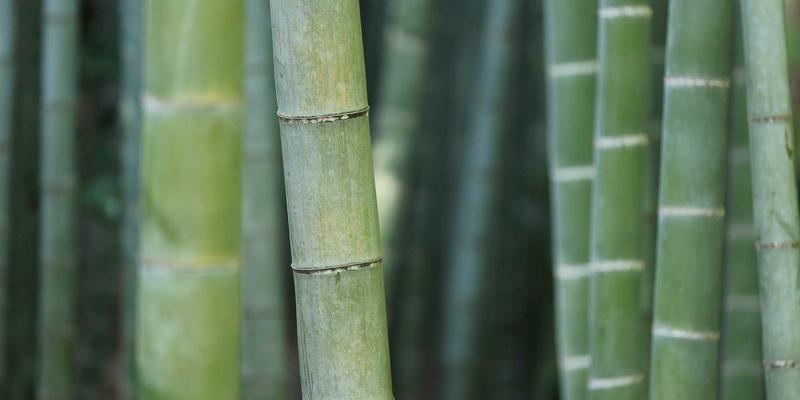 行为金融学实战：识别并避免牛币网用户常见的10大认知偏差与投资错误